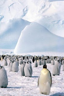 Penguin and Dolphin Wallpaper Screenshots 6