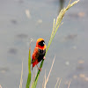 Southern Red Bishop