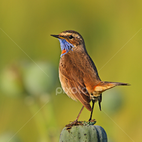 Bluethroat  by Sharad Agrawal - Animals Birds