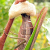 Chinese Praying Mantis (Egg case)