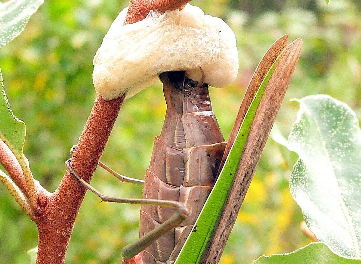 Chinese Praying Mantis (Egg case)