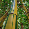 Painted bamboo