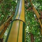 Painted bamboo