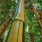 Painted bamboo