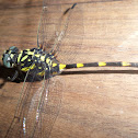 Common clubtail dragonfly