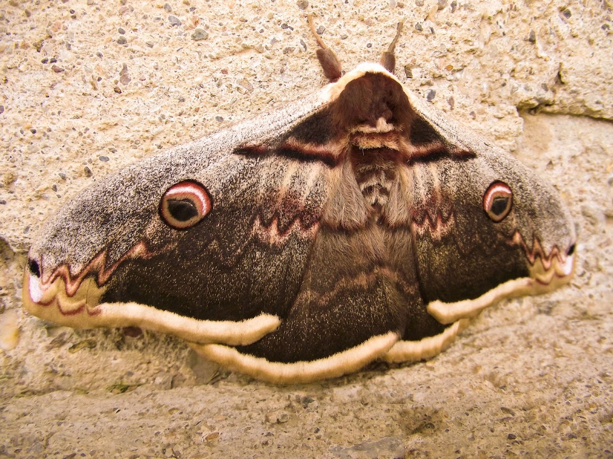 Butterfly (night butterfly)