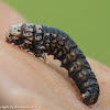 Evergreen bagworm moth caterpillar