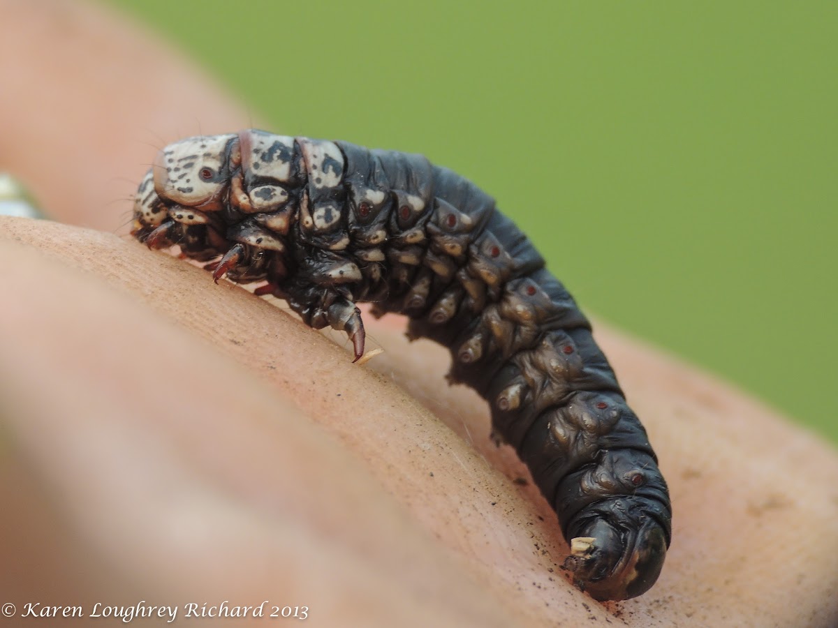 Evergreen bagworm moth caterpillar