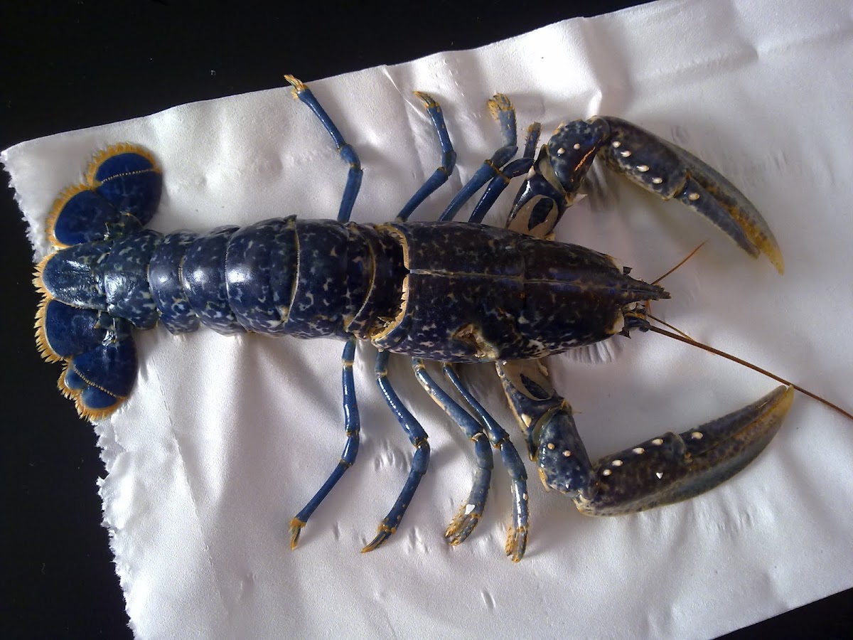 Lumbrigante (gl), Bogavante (es), European lobster (uk)