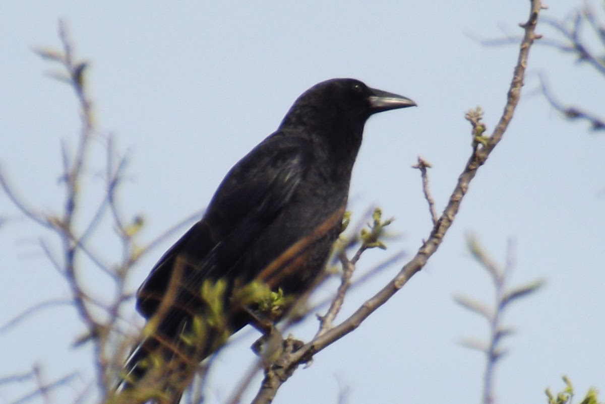 Amarican Crow