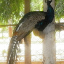 INDIAN PEACOCK