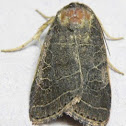Rustic Quaker Moth