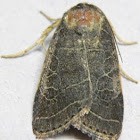 Rustic Quaker Moth