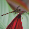 Band-winged Dragonlet     female