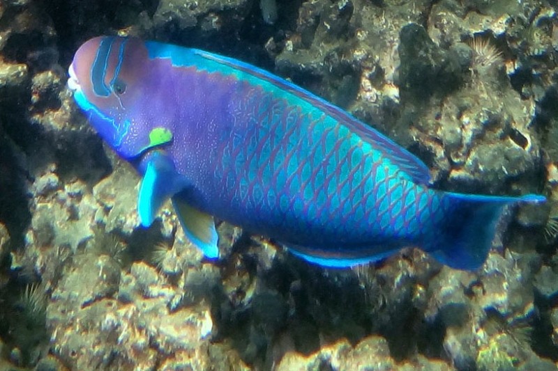 Spectacled Parrotfish