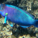 Spectacled Parrotfish