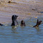 Northern Elephant Seal