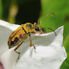 Unidentified flower longhorn beetle