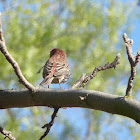 House finch