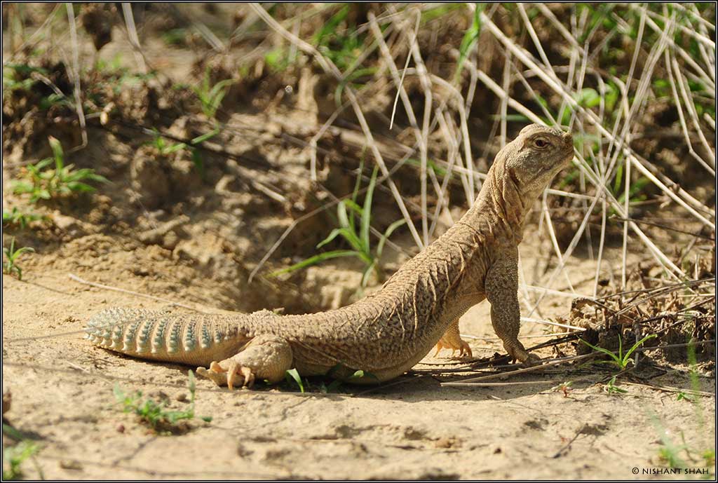 Indian Spiny-tailed Lizard