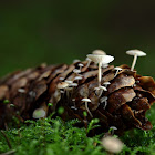 Conifercone cap