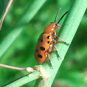 Twelve-spotted Asparagus Beetle