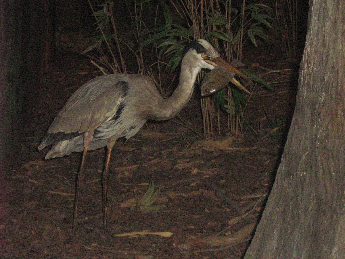 blue heron