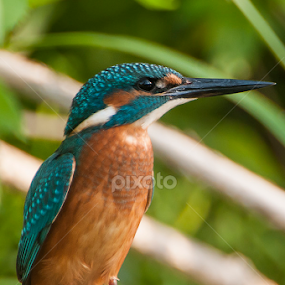 KingFisher by Claudio Massanelli - Animals Birds