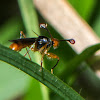 Stalk-eyed Fly
