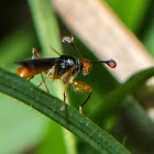 Stalk-eyed Fly