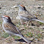 Chipping Sparrow