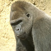 Unknown Gorilla