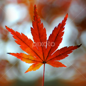 Autumn Leaves by Leka Huie - Nature Up Close Leaves & Grasses