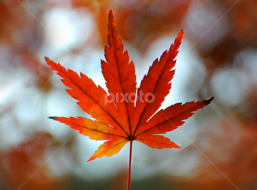 Autumn Leaves by Leka Huie - Nature Up Close Leaves & Grasses