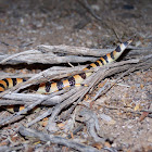 Variable Sand Snake