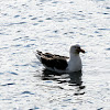 Great Black-backed Gull