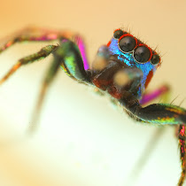 Jumping Spiders of the World