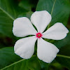 Madagascar periwinkle