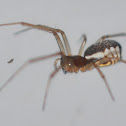 Filmy Dome Spider