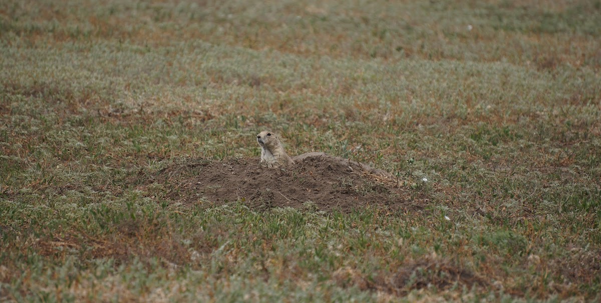 Black-tailed prairie dog