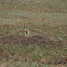 Black-tailed prairie dog