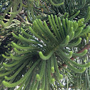 Norfolk Island pine
