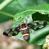 Handmaiden moth