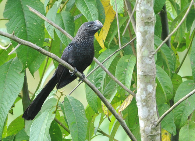 Smooth-billed Ani