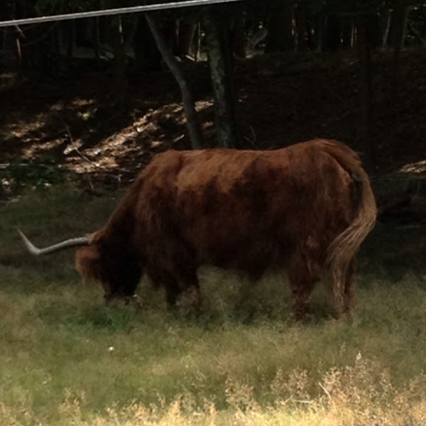 Highland Cattle | Project Noah