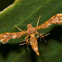 Unknown Plumed moth