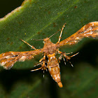 Unknown Plumed moth