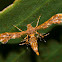 Unknown Plumed moth