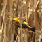 Asian Golden Weaver นกกระจาบทอง