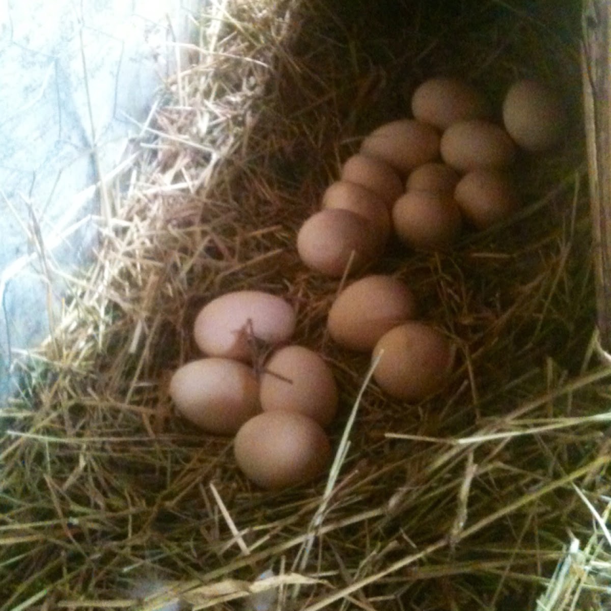 Silky chicken nest and eggs